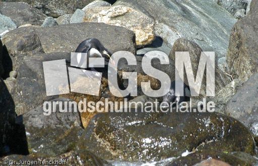 Dickschnabelpinguin (13 von 45).jpg